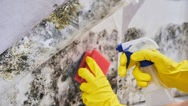 Best Forensic Mold Investigation  in Arbutus, MD